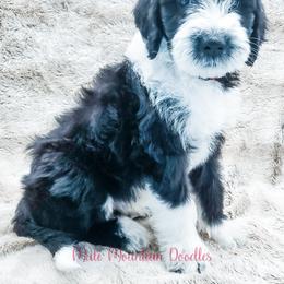 Bearded Retriever, Labradoodle, and Sheepadoodle Puppies from Mule Mountain Doodles
