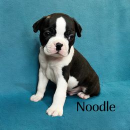 AKC Noodle - Brindle and white male Boston Terrier puppy in Galena, Kansas from RottNBostons