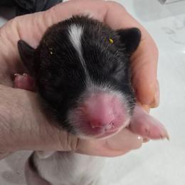 Harley - White and red male Papillon puppy in Hollister, Missouri from Swan Creek Kennel