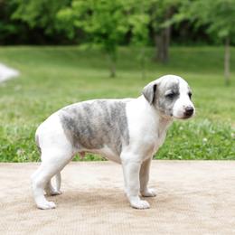 Tucson - White and blue brindle male Whippet puppy in Gentry, Arkansas from Mardel Robeson of Mulberry Hollow Whippets