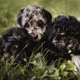 Aussiedoodle Puppies from Olive Tree Mini Aussiedoodles