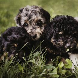 Aussiedoodle Puppies from Olive Tree Mini Aussiedoodles