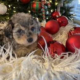 Bernedoodle and Havapoo Puppies from Precious Paws and Purrs