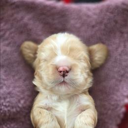 Mr Gibbs - Buff male Cocker Spaniel puppy in Marshfield, Wisconsin from Gingerale Cockers and Cockapoos