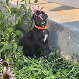 Girl O - Black female Great Dane puppy in Missouri from Daniels Danes