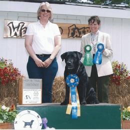 Labrador Retrievers from East Coast Labradors