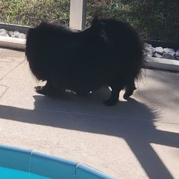 Pomeranians from Panache Pomeranians