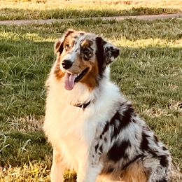 Porter - Australian Shepherd