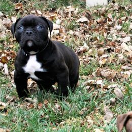 Olde English Bulldogge Puppies from ABK BULLDOGGES