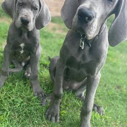 Great Dane Puppies from South Fort Blue Danes
