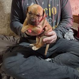 Red girl - Red female Boerboel puppy in Dowagiac, Michigan from Flanders Kennels LLC