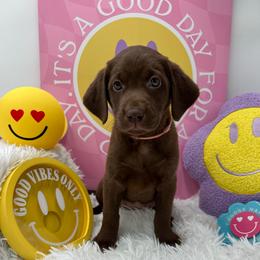 Pink - Chocolate female Labrador Retriever puppy in Heath Springs, South Carolina from Rich Hill Retrievers