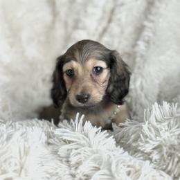 Dresden price 5000dollars - Cream male Dachshund puppy in Crystal, Michigan from Mare-bella Dachshunds