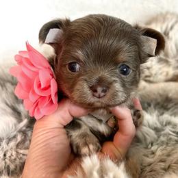 Mila - Silver female Chihuahua puppy in Mesa, Arizona from Arizona Dream Chihuahuas