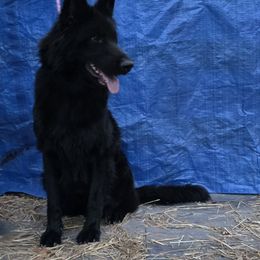 Shadow - German Shepherd