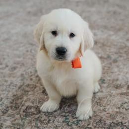 Mr. Orange - Light golden male Golden Retriever puppy in Bedford, Indiana from Indiana Goldens