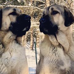 Anatolian Shepherd Dogs from Stonecoat Farm Anatolians