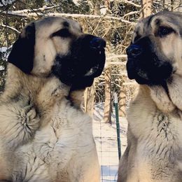 Anatolian Shepherd Dogs from Stonecoat Farm Anatolians