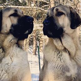 Anatolian Shepherd Dogs from Stonecoat Farm Anatolians