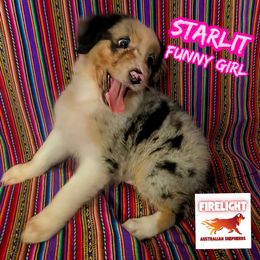 Starlit - Blue merle female Australian Shepherd puppy in Arlington, Texas from Firelight Australian Shepherds