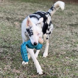 Lyra - Border Collie