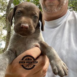 Female 5 - Liver roan female German Shorthaired Pointer puppy in Weeki Wachee, Florida from River Ridge GSP