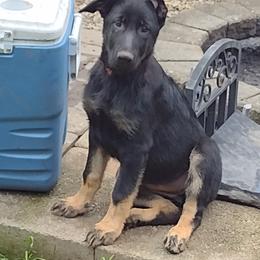 German Shepherd Puppies from Elaina's German Shepherds
