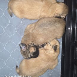 Poppy - Red and white female Shih Tzu puppy in Cabot, Arkansas from Borderland's Kennel