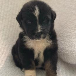 Brawl - Black tri-color male Australian Shepherd puppy in Albertville, Alabama from Salt Creek Aussies