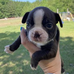 Boston Terriers from Renfroe’s Bostons