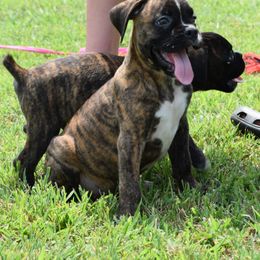 Dallas - Brindle male Boxer puppy in Humboldt, Nebraska from Keims Royal Boxers