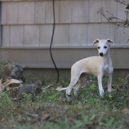 Whippet Puppies from Wise Heart Whippets