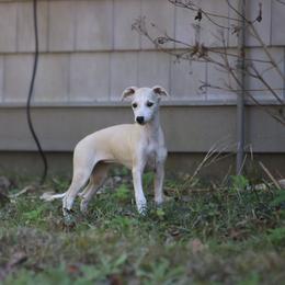 Whippet Puppies from Wise Heart Whippets
