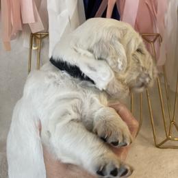 Dachshund and Golden Retriever Puppies from Charmm Dachshunds & English Cream Golden Retrievers