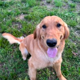 Koe - Golden Retriever