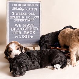 Bernedoodle Puppies from Sugarcreek Haven Bernedoodles