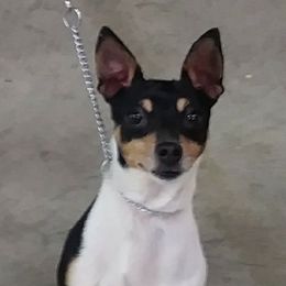 Toy Fox Terriers from TNTS TOY FOX TERRIERS