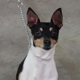 Toy Fox Terriers from TNTS TOY FOX TERRIERS