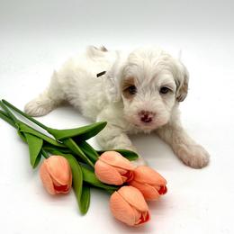 Pearl - Cream female Australian Labradoodle puppy in Denton, Texas from Dignity Labradoodles