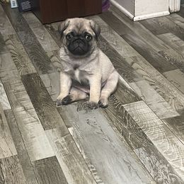Pug Puppies from The Pugarazzi
