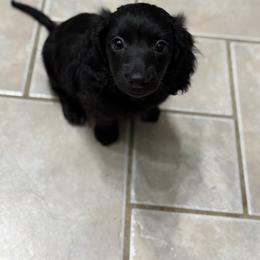 Poppy - Dachshund