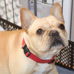 Vendetta - French Bulldog