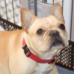 Vendetta - French Bulldog