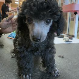 Poodles from Mishel St James