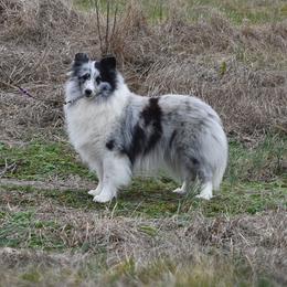Jazzy - Blue merle and white female Shetland Sheepdog puppy in Pleasant Shade, Tennessee from Odyssey Shetland Sheepdogs