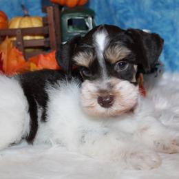 Rongo - Parti male Miniature Schnauzer puppy in Gary, Texas from Beards Little Schnauzers