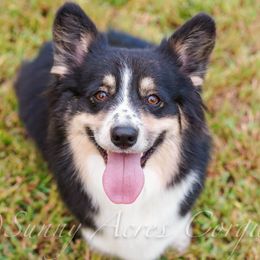 Mina - Pembroke Welsh Corgi