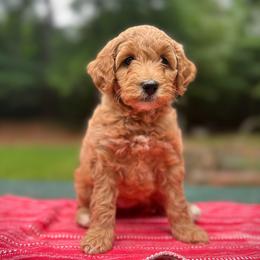 Galadriel - Red  female Goldendoodle puppy in Pittsburg, Texas from Grace Springs Goldendoodles