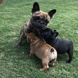 English Toy Spaniel and French Bulldog Puppies from Renaissance French Bulldogs and English Toy Spaniels