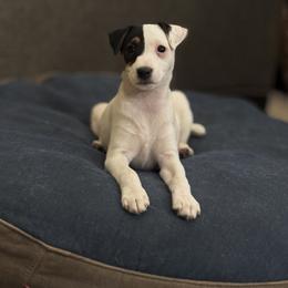 Deep Creek Cat 5 and Fabulous - Tri-colored female Parson Russell Terrier puppy in Timberlake, North Carolina from Deep Creek Welsh Farm